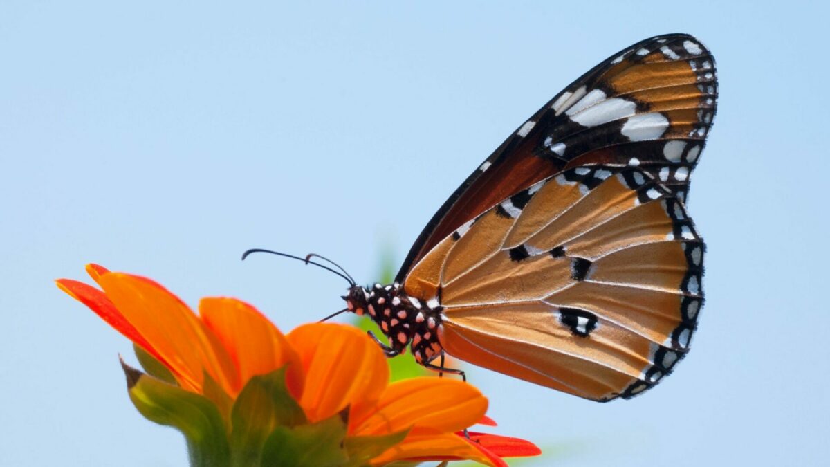 Butterflies in South Africa