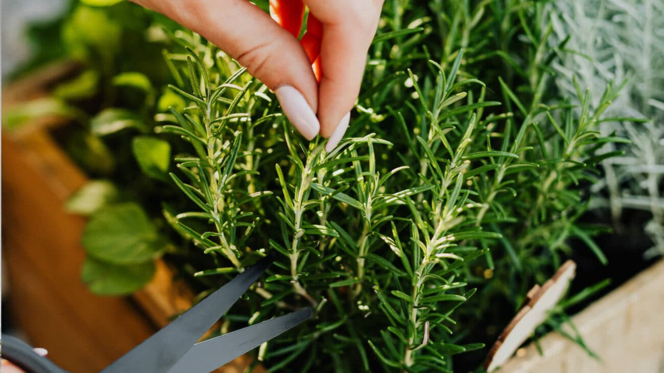 Window Sill Herb Garden (1)