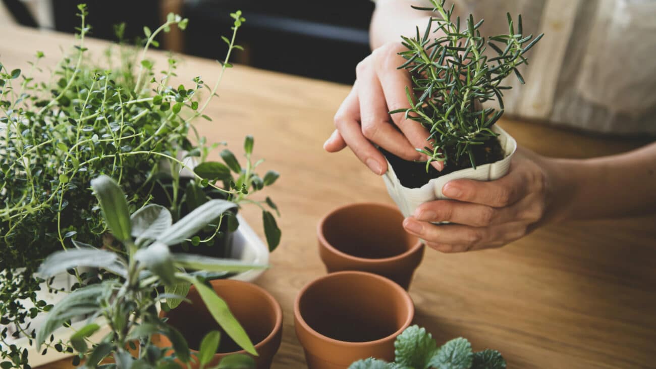 Containers For Herb Garden
