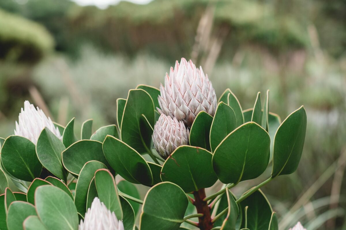 Fynbos Kirstenbosch