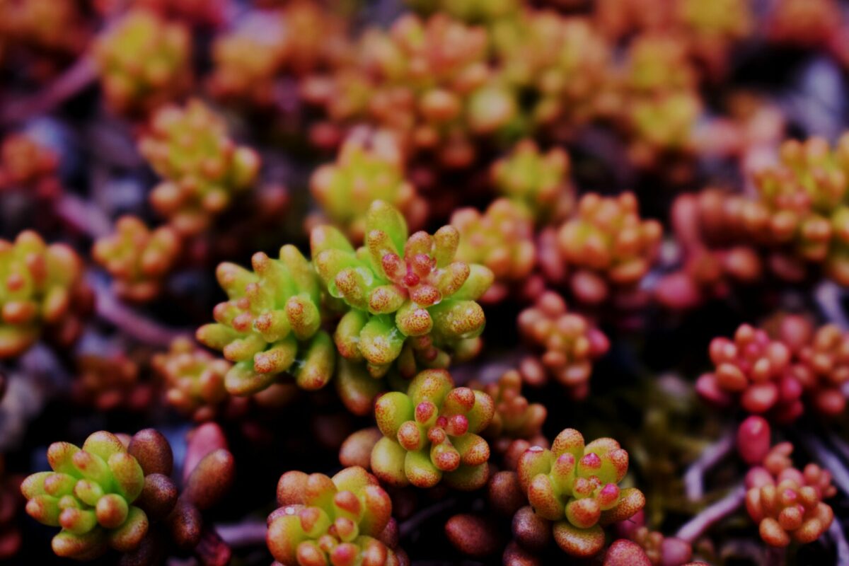 Bright Red and Pink Succulent