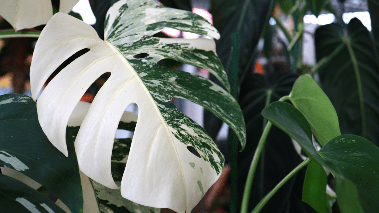 variegated plants