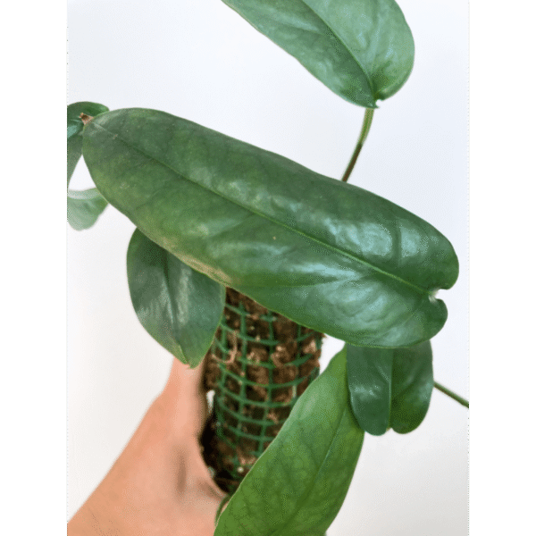 Epipremnum Cebu Blue - Image 2