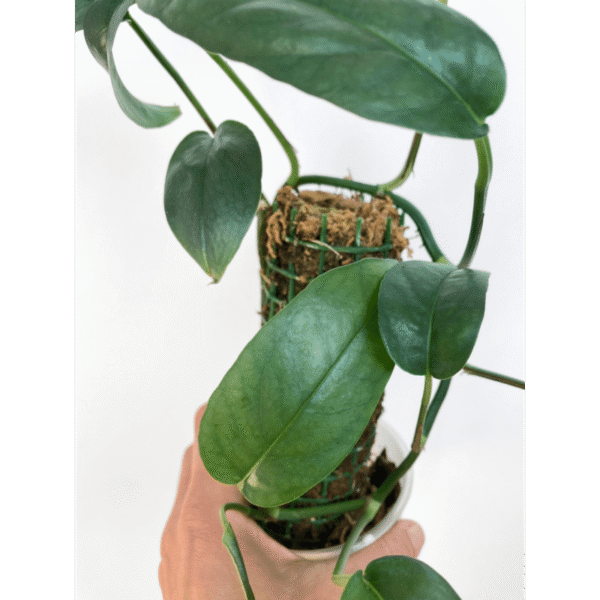 Epipremnum Cebu Blue - Image 3