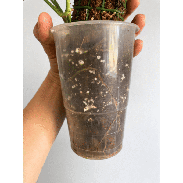 Epipremnum Cebu Blue - Image 4