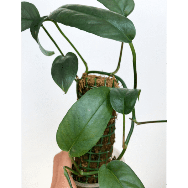 Epipremnum Cebu Blue - Image 5