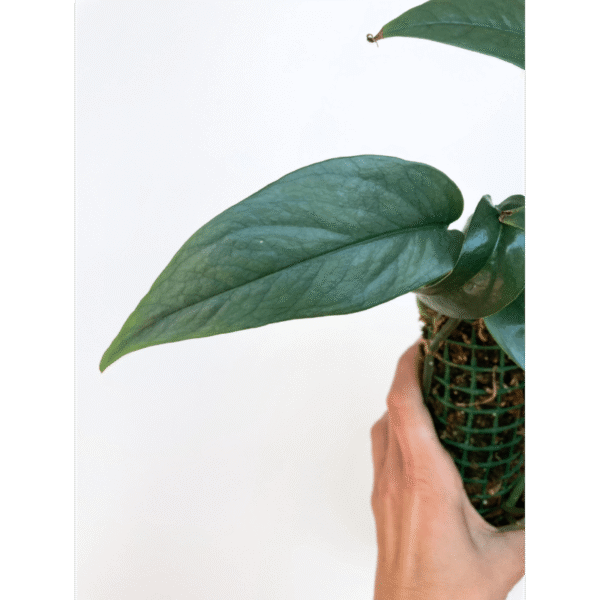 Epipremnum Cebu Blue - Image 6