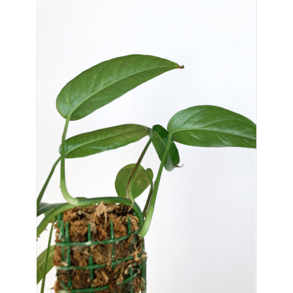 Epipremnum Cebu Blue - Image 7