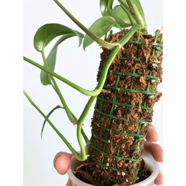 Epipremnum Cebu Blue - Image 8