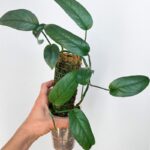 Epipremnum ‘Cebu Blue’ with elongated silvery-blue leaves showing a metallic sheen