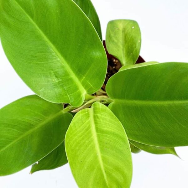 Philodendron erubescens 'Imperial Green' - Image 2