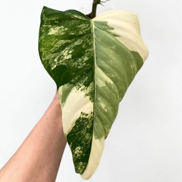 Philodendron domesticum variegata - Image 2