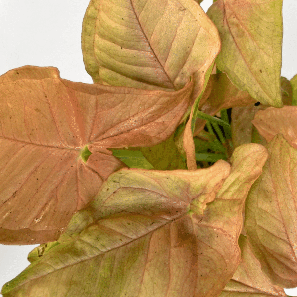 Syngonium Neon 'The Neon' - Image 2