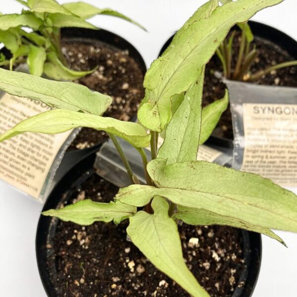 Syngonium Narrow Leaf - Image 2