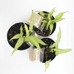 Syngonium Narrow Leaf