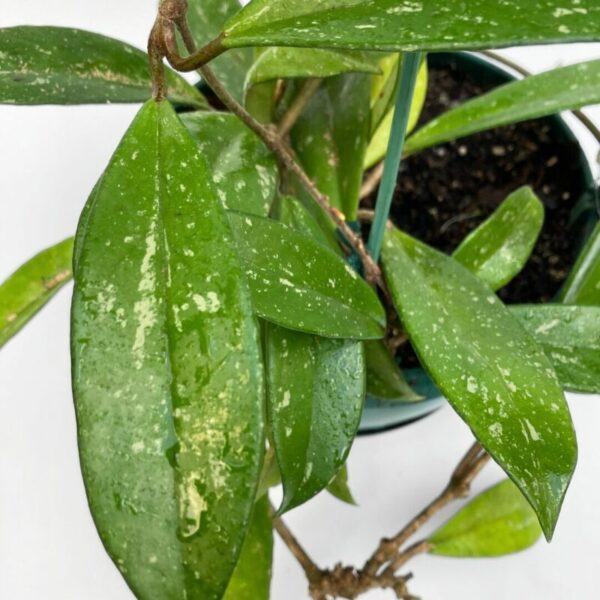 Hoya pubicalyx - Image 2