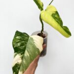 Philodendron Domesticum Variegata showing yellow-green variegated spade-shaped leaves.