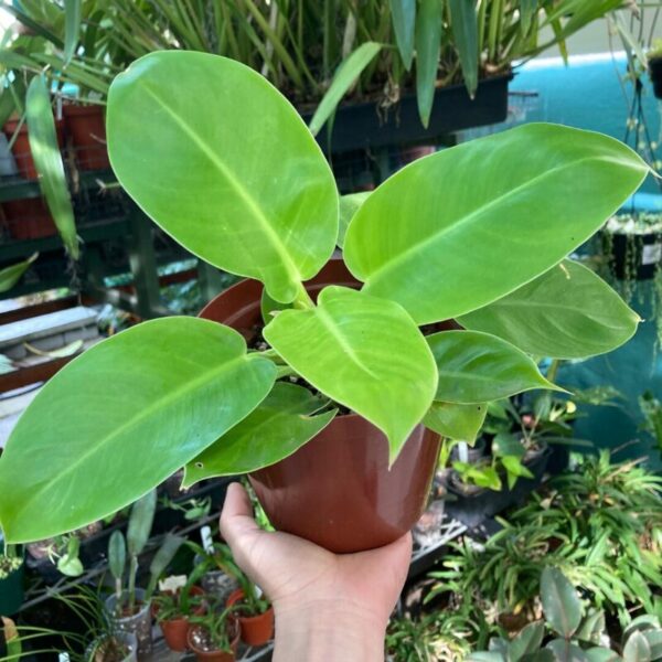 Philodendron erubescens 'Imperial Green' - Image 3