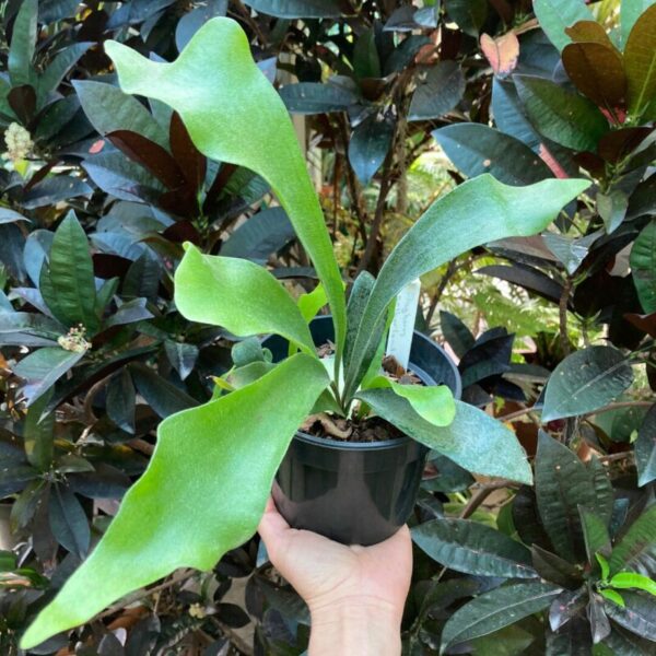 Platycerium bifurcatum 'Netherlands' - Image 2