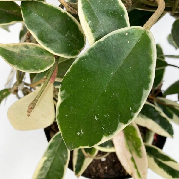 Hoya carnosa tricolor - Image 3