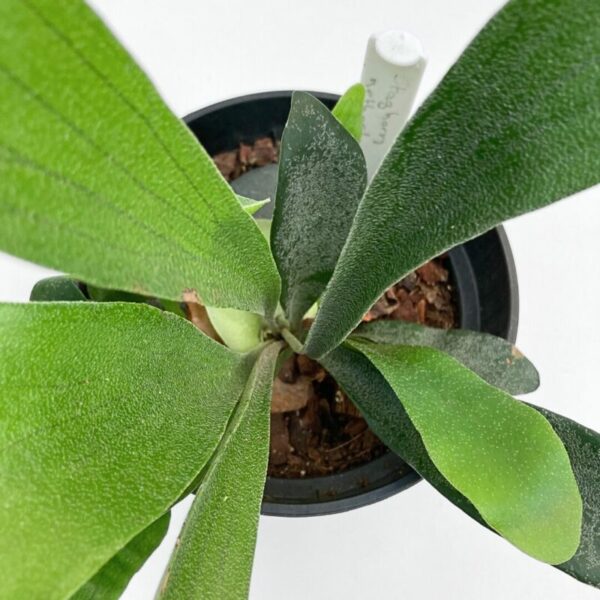 Platycerium bifurcatum 'Netherlands' - Image 3