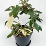 Hoya carnosa tricolor