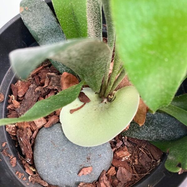 Platycerium bifurcatum 'Netherlands' - Image 4