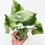 Syngonium Three Kings