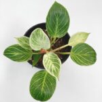 Philodendron 'Birkin'