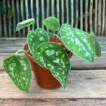 Scindapsus pictus 'Argyraeus'