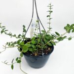 Hoya Cummingiana – Compact Trailing Wax Plant