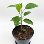 Hibsicus Hollywood Sophisticated