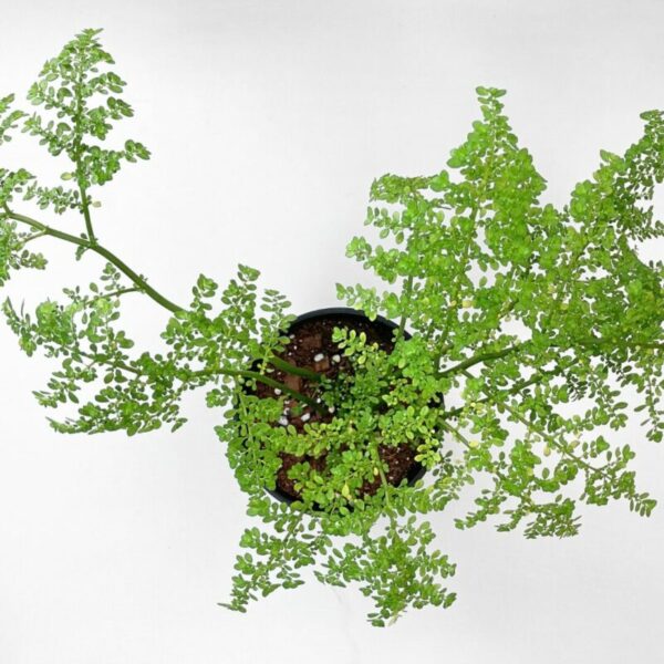 Pilea microphylla - Image 4