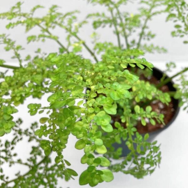 Pilea microphylla - Image 3