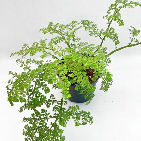 Pilea microphylla - Image 2