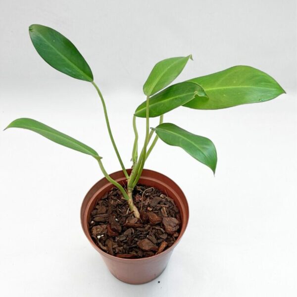 Philodendron renauxii - Image 4