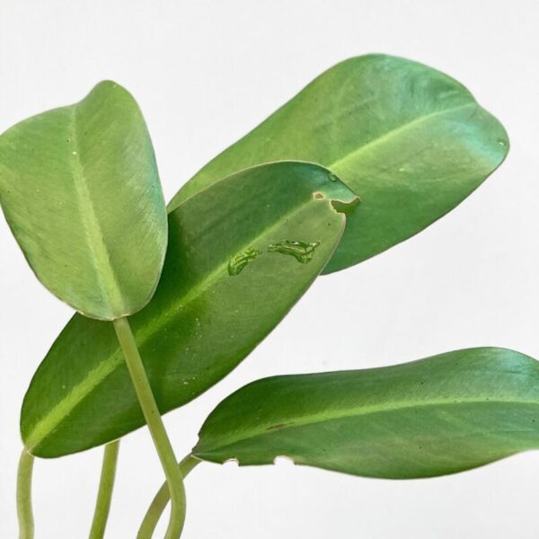 Philodendron renauxii - Image 3