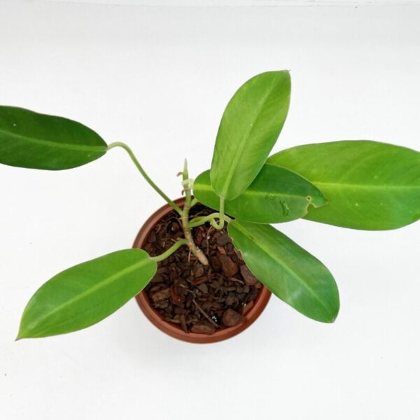 Philodendron renauxii - Image 2