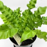 Asplenium Crispy Wave fern with bright green ruffled leaves in a decorative pot.