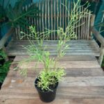 Rhipsalis salicornioides