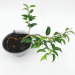 Bonsai Ficus Benjamina Wiandi