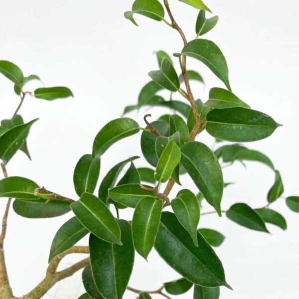 Bonsai Ficus Benjamina Wiandi - Image 2