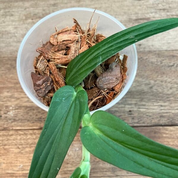 Rhaphidophora tenuis - Image 3