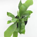 Staghorn Fern