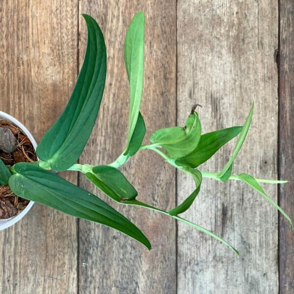 Rhaphidophora tenuis - Image 2