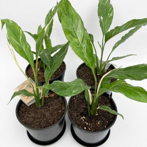 Spathiphyllum White Diamond - Image 2