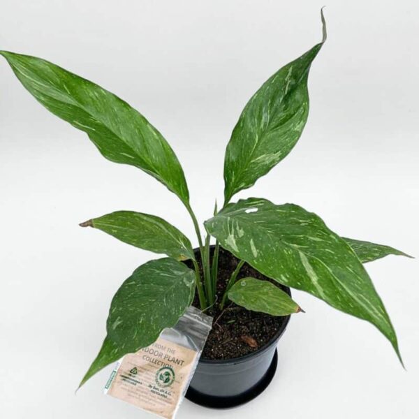 Spathiphyllum White Diamond - Image 3