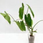 Philodendron Burle Marx with glossy wavy-edged leaves in a pot.