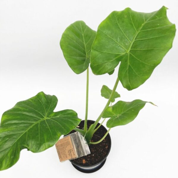 Alocasia gageana California - Image 3