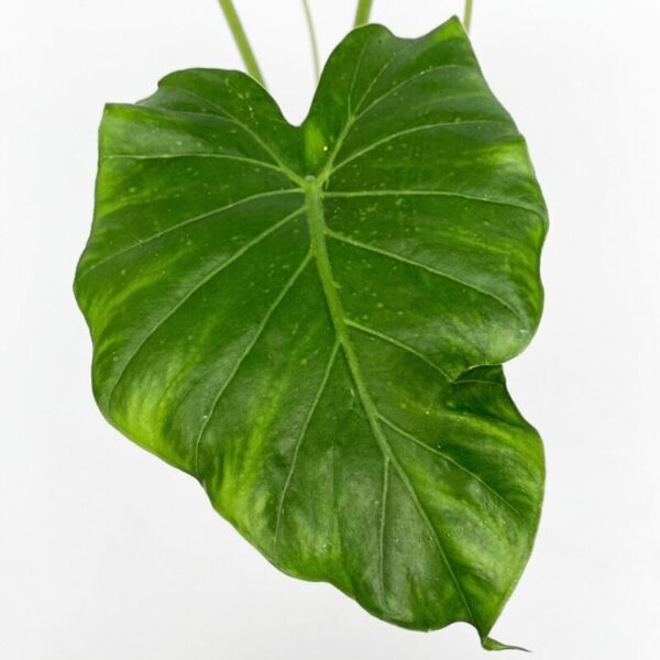 Alocasia gageana California - Image 2
